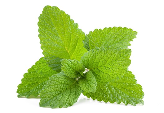 Lemon-Balm